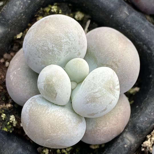 多肉植物 ぷくぷく系 雪苺娘チーズ 抜き苗 小苗 2-3cm 2苗999円 多肉