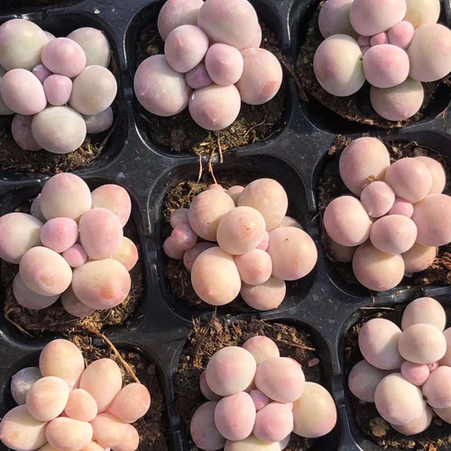 多肉植物 ぷくぷく系 団子チーズ 2-3cm 小苗 3苗1セット 多肉植物 愛