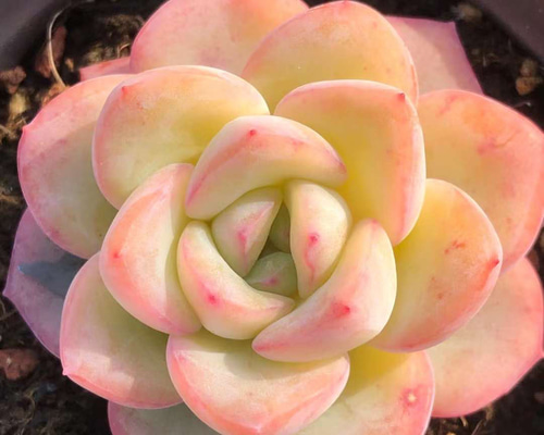 52961bd06e570be529d1f27aaa841c