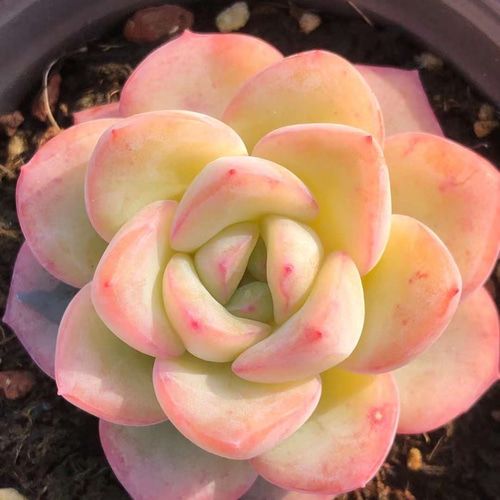 多肉植物 エケベリア 苺のシュークリーム 4-5cm 1株 多肉植物 愛