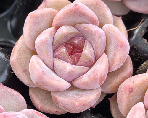 98.【札付き】イチボ シューイチさん苗 多肉植物 エケベリア Yahoo