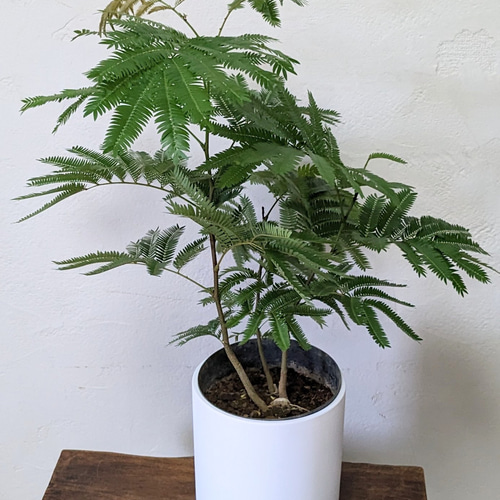 エバーフレッシュ 3 チャーム（charm） （観葉植物）エバーフレッシュ 3号（1ポット