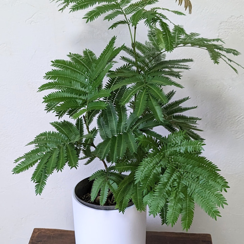 鉢付 エバーフレッシュ 3本立 空気清浄 観葉植物 その他インテリア