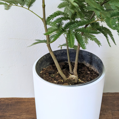 エバーフレッシュ 3 エバーフレッシュ 3