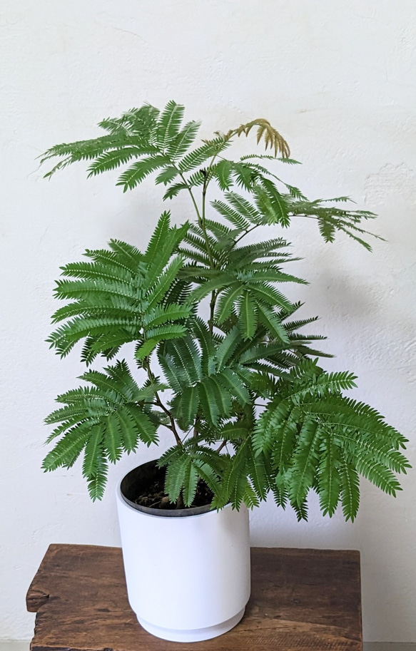鉢付 エバーフレッシュ 3本立 空気清浄 観葉植物 その他インテリア