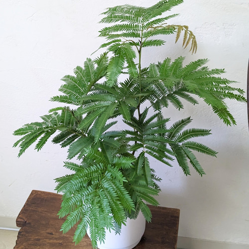 鉢付 エバーフレッシュ 3本立 空気清浄 観葉植物 その他インテリア