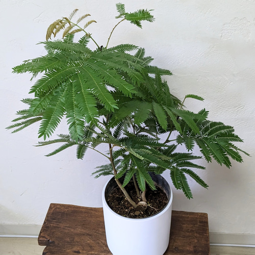 鉢付 エバーフレッシュ 3本立 空気清浄 観葉植物 その他インテリア