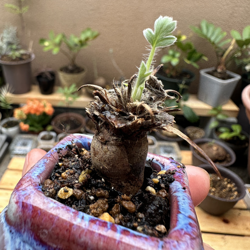 稀少 塊根 ペラルゴニウム ミラビレ 多肉植物 魔女の庭 通販 稀少 塊根 ペラルゴニウム ミラビレ 多肉植物 魔女の庭 通販