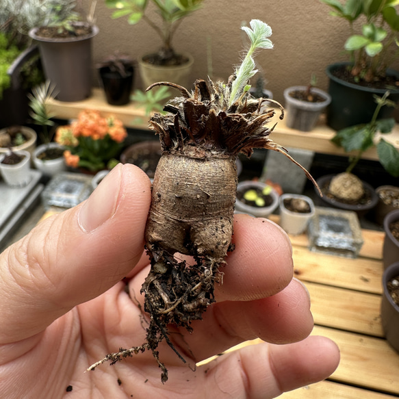 (お盆限定値引き中！)【(発根済◎芽吹き中｜ペラルゴニウム・ミラビレ｜塊根植物 お盆限定値引き中！)【(発根済◎芽吹き中｜ペラルゴニウム