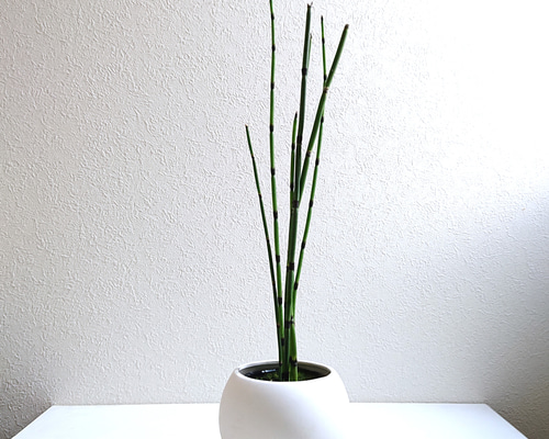 棘式　neofuk backsideworks 棘式ボンジュール福岡展 限定 鉢 backsideworks 棘式 ボンジュール福岡展限定 植木鉢 NEO FUK
