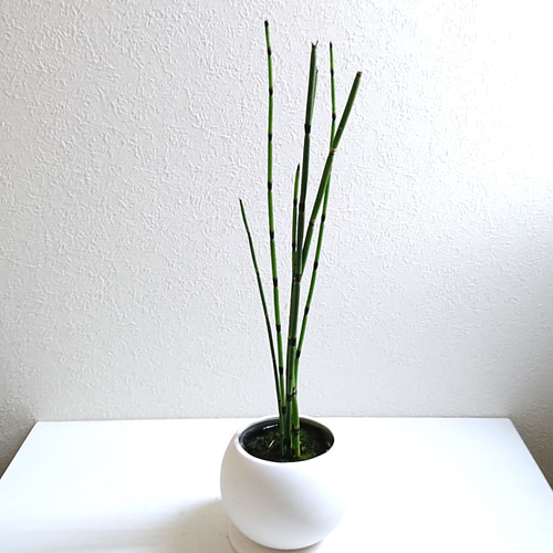 ○数量限定○新作○ 希少 ”トクサ 鉢/受け皿セット（ホワイトor