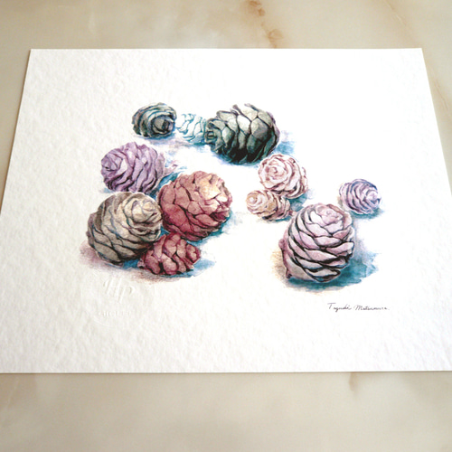 マツボックリ 】 ORIGINAL GICLEE 水彩画を高級紙に印刷した鑑賞用絵画