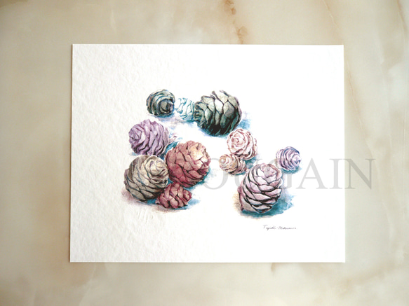 マツボックリ 】 ORIGINAL GICLEE 水彩画を高級紙に印刷した鑑賞用絵画