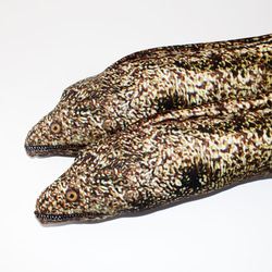 國產搞怪水友鯉魚海鰻寄居蟹海馬海馬 第6張的照片