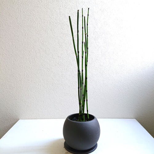トクサ 砥草 木賊 大株 庭植え 生け花 10.5cmポット : やま