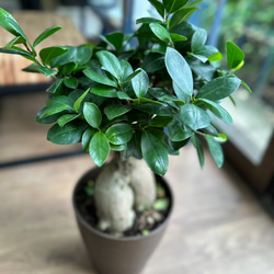 ガジュマルさま専用ページ ガジュマル 7号 | 観葉植物通販HitoHana(ひとはな)