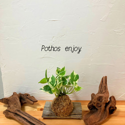 『観葉植物(ポトス・エンジョイ)のお洒落な流木置物』⭐︎クリスマスフェア⭐︎ 1枚目の画像
