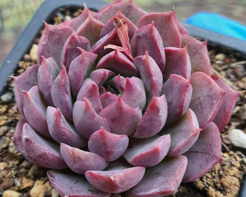 か*ん様 H555 粉花妖（ふんかよう） 16株 抜き苗 多肉