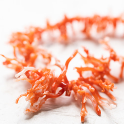 【約24cm】血赤サンゴ（コーラル） さざれ 【天然色】★ANAM gems 1枚目の画像