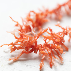 【約24cm】血赤サンゴ（コーラル） さざれ 【天然色】★ANAM gems 2枚目の画像