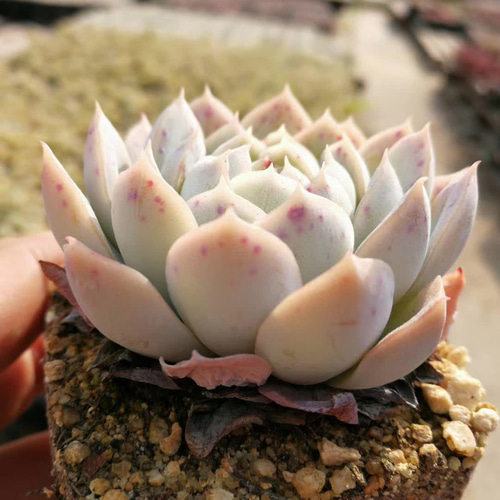希少になる メキシカンスノーボール 超 エケベリア 多肉植物 高級 激レア エケベリア・セダム