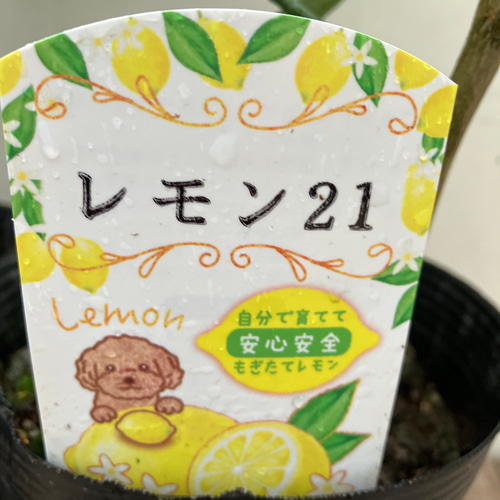 アレンユーレカ レモン 28苗　タヒチライム　2苗 アレンユーレカ レモン 28苗 タヒチライム 2苗 【公式通販】