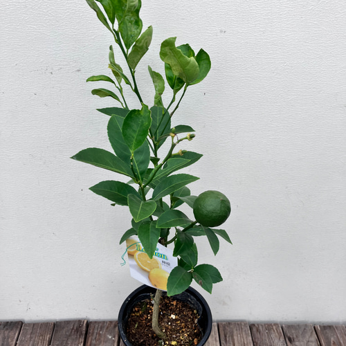 レモン＊リスボン＊レモン21＊サイパン＊アレンユーレカ