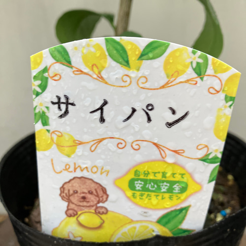 マイヤー、サイパン、タヒチ、レモン21、フレーバーグリーン、シークワァーサー マイヤー、サイパン、タヒチ、レモン21、フレーバーグリーン