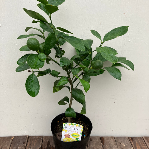 レモン＊リスボン＊レモン21＊サイパン＊アレンユーレカ