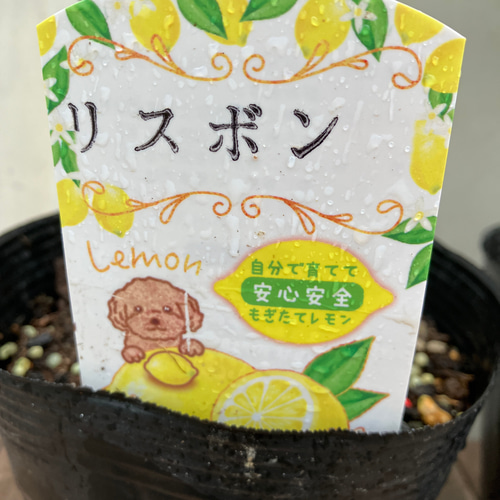 レモン＊リスボン＊レモン21＊サイパン＊アレンユーレカ