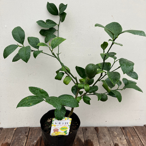 レモン＊リスボン＊レモン21＊サイパン＊アレンユーレカ