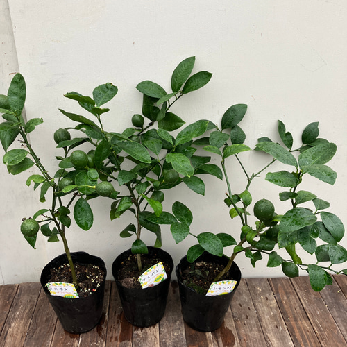 レモン＊リスボン＊レモン21＊サイパン＊アレンユーレカ