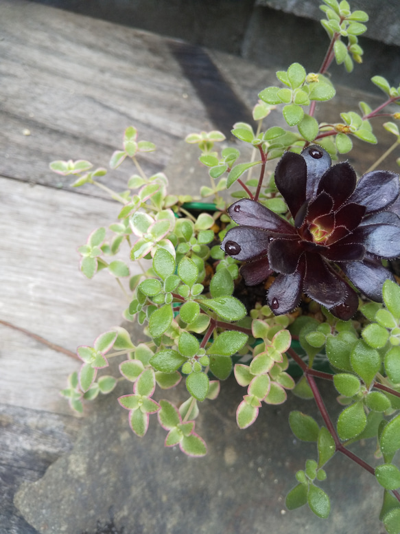 多肉植物 黒法師のグリーンコンテナの寄せ植え 4枚目の画像