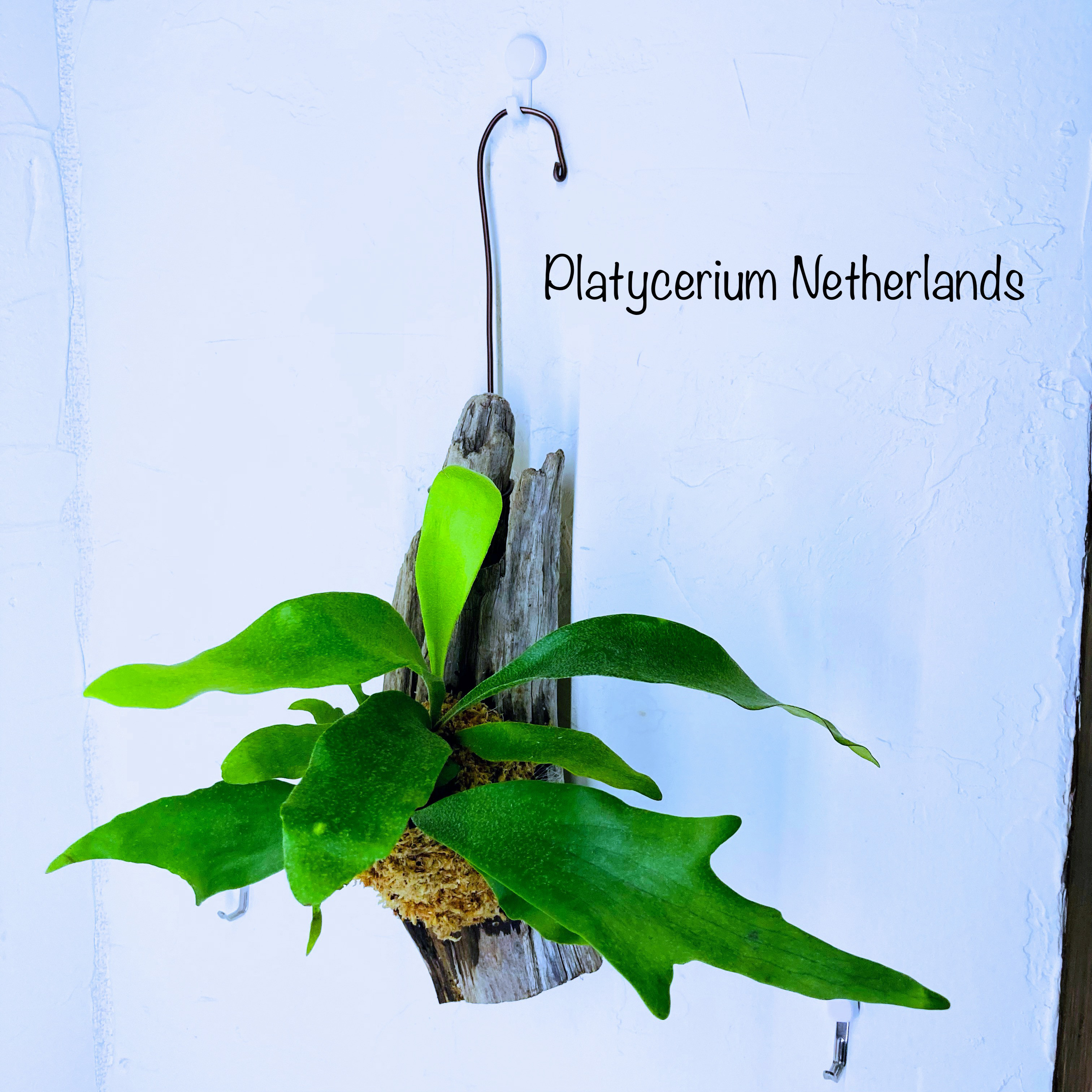 『ビカクシダ・ネザーランドのお洒落な流木板付け』大きめサイズ⭐︎初売りフェア⭐︎