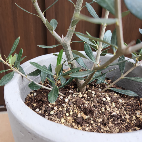 オリーブの木 エルグレコ スタイリッシュコンクリート鉢植え 苗