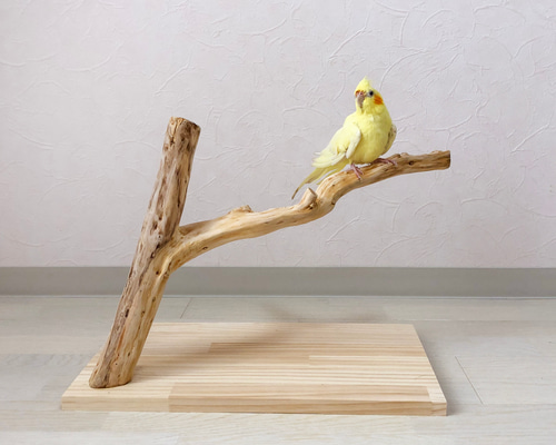 流木の止まり木】ナチュラルカラーの幅広止まり木、大型インコにも