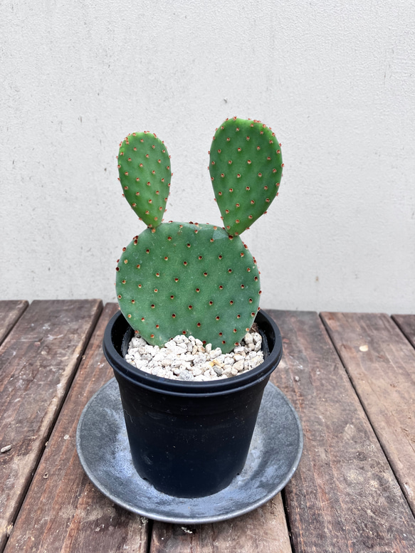 サボテン＊バニーカクタス＊ウチワサボテン＊ブリキのお皿付き