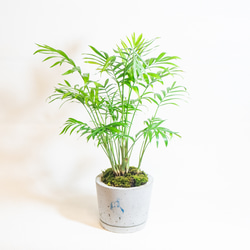 ≪ 観葉植物 ≫室内管理もオッケーなテーブルヤシの鉢植え｜ざらっとした風合いの手づくりモルタル鉢｜送料全国一律850円 2枚目の画像