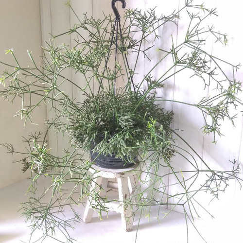 激安先着 現品】珍しい リプサリス【プリスマティカ】大株 個性的観葉植物 その他観葉植物