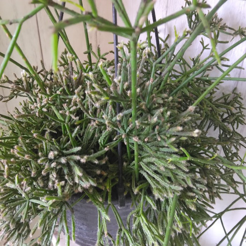 現品】珍しい リプサリス【プリスマティカ】大株 個性的観葉植物
