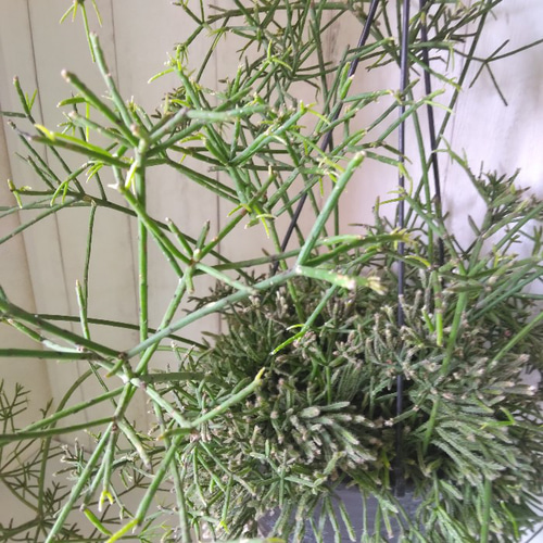 現品】珍しい リプサリス【プリスマティカ】大株 個性的観葉植物