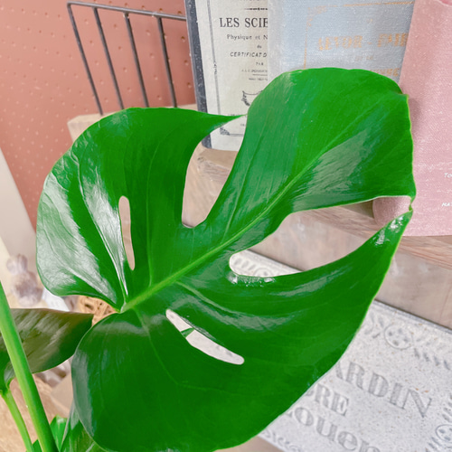 現品のみ♡【モンステラ】大きめ葉っぱのカッコイイ観葉植物♡素敵な