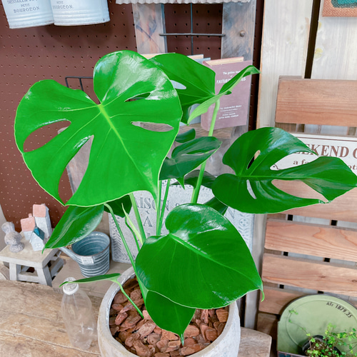 モンステラ 大きめの葉 濃い緑 現品のみ♡【モンステラ】大きめ葉っぱのカッコイイ観葉植物