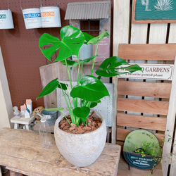 現品のみ♡【モンステラ】大きめ葉っぱのカッコイイ観葉植物♡素敵な