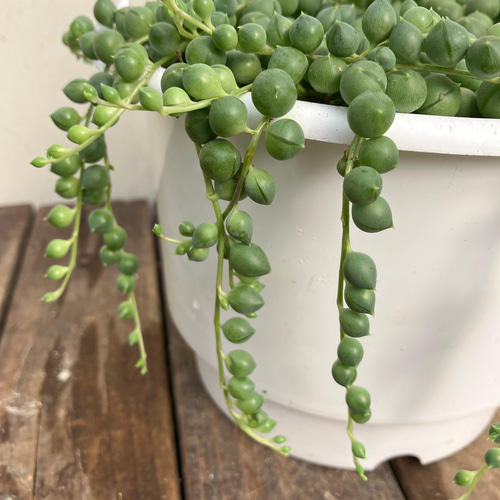 お買い得品グリーンネックレス＊多肉植物＊吊り鉢＊つる性＊ アート