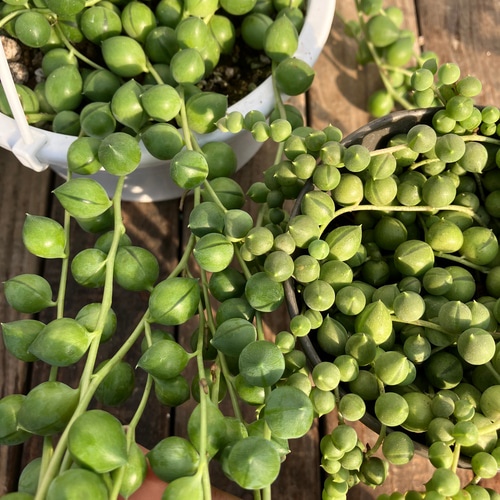 50番　グリーンネックレス　多肉植物　抜き苗　¥500 50番 グリーンネックレス 多肉植物 抜き苗 ¥500 多肉植物 セネシオ