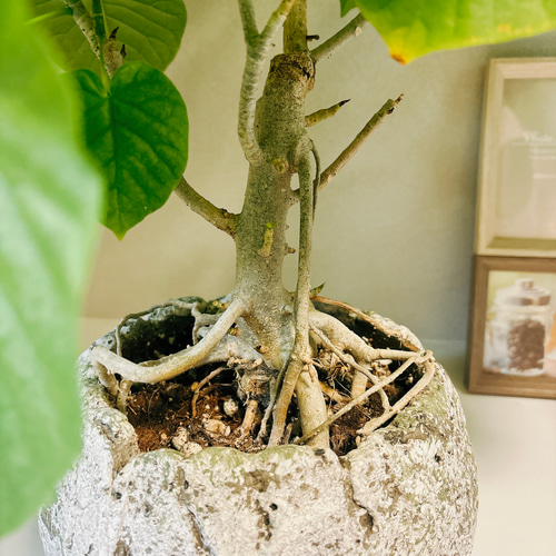大型　フィカス　ウンベラータ　根上がり樹形　陶器鉢　植え込み発送 大型 フィカス ウンベラータ 根上がり樹形 陶器鉢 植え込み発送