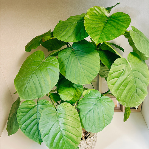 今年の新作から定番まで！ ウンベラータ 現品］フィカス 根上り ゴムの木 室内 観葉植物 フィカス