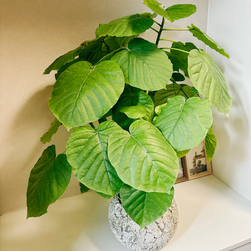 現品］フィカス ウンベラータ 根上り 観葉植物 室内 ゴムの木 おしゃれ