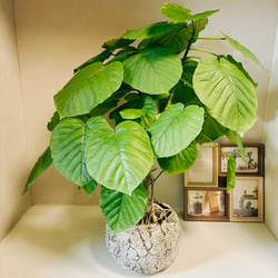 現品］フィカス ウンベラータ 根上り 観葉植物 室内 ゴムの木 おしゃれ